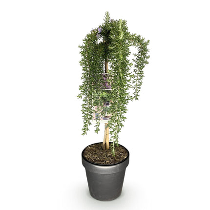 Rosmarin Rosmarinus officinalis Prostratus – 19cm Höhe ca.90cm – Immergrün & winterhart – Lila Blüte – Duftender Kräuterrosmarin