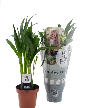 Goldfruchtpalme - Dypsis Lutescens – Zimmerpflanze – Ø12 cm Topf – Ca. 40 cm hoch – Pflegeleichte Mini-Palme mit tropischem Flair – Für Wohnzimmer, Büro & Bad