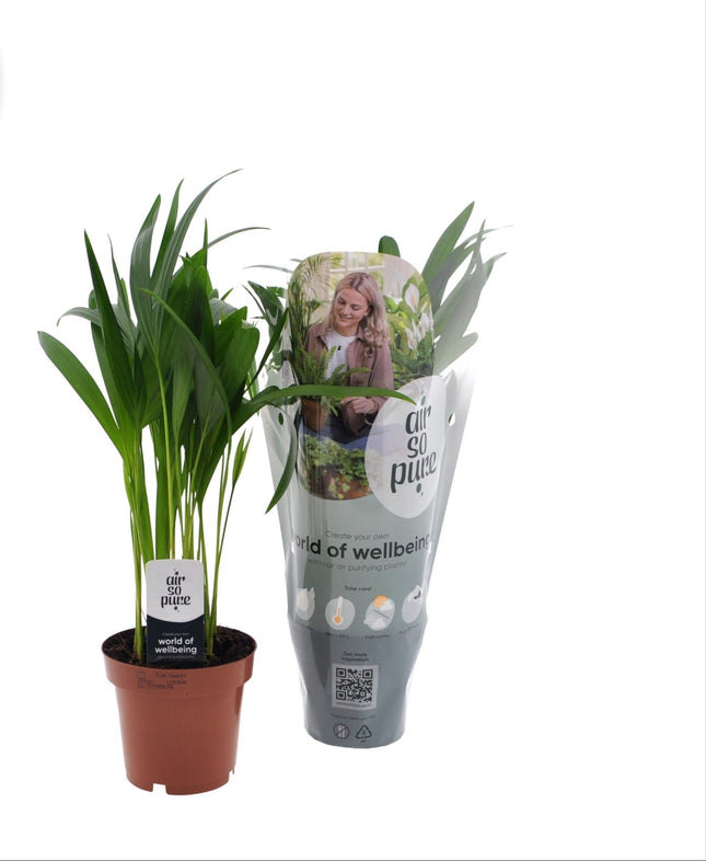 Goldfruchtpalme - Dypsis Lutescens – Zimmerpflanze – Ø12 cm Topf – Ca. 40 cm hoch – Pflegeleichte Mini-Palme mit tropischem Flair – Für Wohnzimmer, Büro & Bad