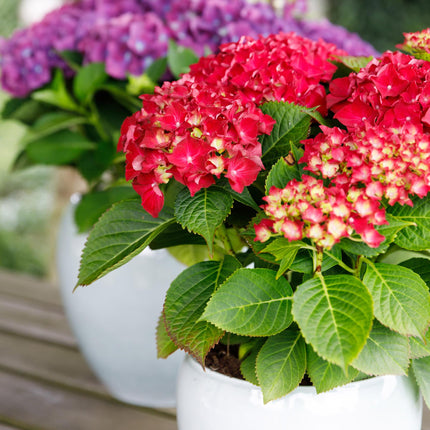 Hortensie Forever & Ever – Rot – 2 Pflanzen – Hydrangea macrophylla – Je im 23cm Topf – Ca. 55cm hoch – 7-12 Blüten – Langanhaltende Blüte
