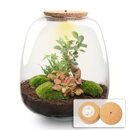 Flaschengarten Emma – Bausatz mit LED – Korkdeckel – Ø23cm ↕25cm – DIY Pflanzenterrarium mit Ficus Ginseng Bonsai, Farn & Fittonia Ruby Lime