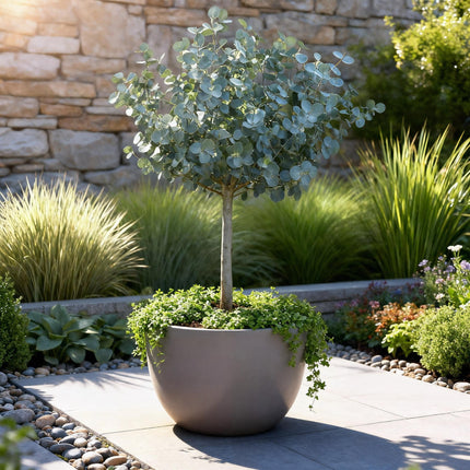 Eukalyptus Eucalyptus gunnii Azura – 19cm – Höhe ca. 90cm – Immergrüne winterharte Terrassenpflanze mit graugrünen duftenden Blättern