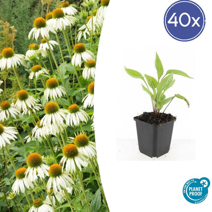 Scheinsonnenhut – Echinacea purpurea 'White Swan' – ↑10-25cm – Ø9cm – 40 Pflanzen – Weiße Blüten, Bienen- und Schmetterlingsfreundlich, pflegeleicht, robuste Staude