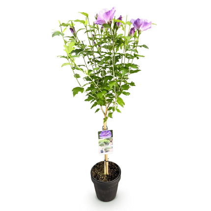 Hibiscus syriacus Lavender Chiffon – Stamm-Pflanze Ø19cm – ca. 90cm hoch – Winterharte Terrassen- & Balkonpflanze – Lila gefüllte Blüten – Pflegeleicht & bienenfreundlich