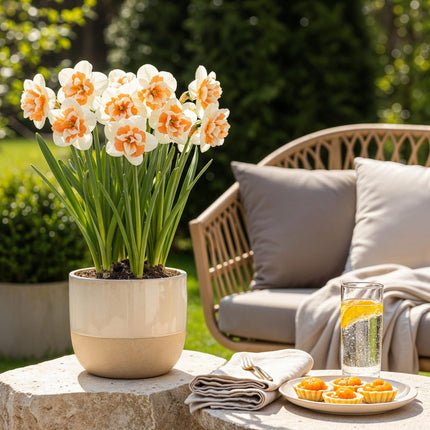 Blumenzwiebeln Narcissus Replete – 10 Stück – Gefüllte Narzissen in Weiß & Orange – Zwiebelgröße 10/12 – Duftende Frühlingsblumen für Beet, Balkon & Terrasse