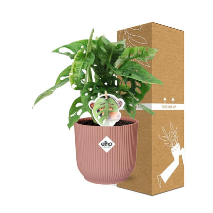 Fensterblatt – Monstera ‘Monkey Leaf’ im Topf Vibes Fold 14cm – Zimmerpflanze im Dekotopf Rose – Pflegeleicht & luftreinigend – Tropisches Flair für Wohnräume