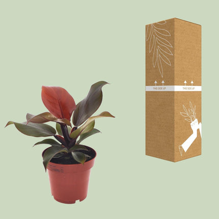 Philodendron Imperial Red – Ø12cm – ↕25cm – Tropische Zimmerpflanze – Luftreinigend & dekorativ – Pflegeleicht
