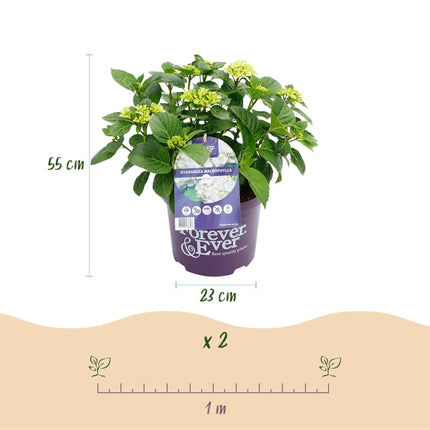 Hydrangea Forever & Ever Weiß – Hortensie Ø23cm – ↕55cm – 2 Pflanzen – Winterhart & reichblühend – Balkon & Garten – 7-12 Blüten
