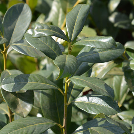 Kirschlorbeer Prunus laurocerasus Rotundifolia – Immergrün – Heckenpflanze – Blatt grün – 6 Pflanzen – 1  laufender Meter – 17 cm Höhe 50 cm