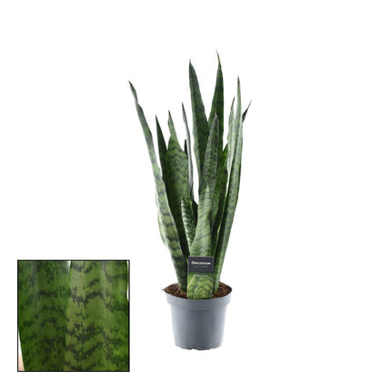 Sansevieria Zeylanica – Bogenhanf – Zimmerpflanze – Ø14cm – ↕55cm – Pflegeleicht & luftreinigend – Für Schlafzimmer, Wohnzimmer & Büro