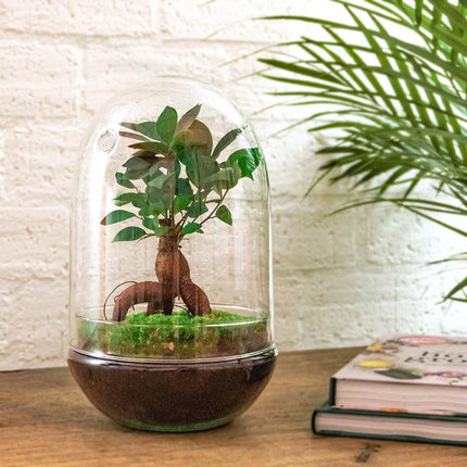 Flaschengarten Egg XL Bonsai – DIY Bausatz Terrarium – ↕30cm – Do – It – Yourself Pflanzen – Set im Glas mit Korkdeckel – Autarkes Mini – Ökosystem