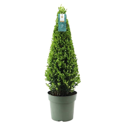Stechpalme Ilex crenata Pyramide – ↨55 cm – Ø21 cm – Immergrüner, winterharter Buchsbaum-Ersatz für Garten, Terrasse & Topf