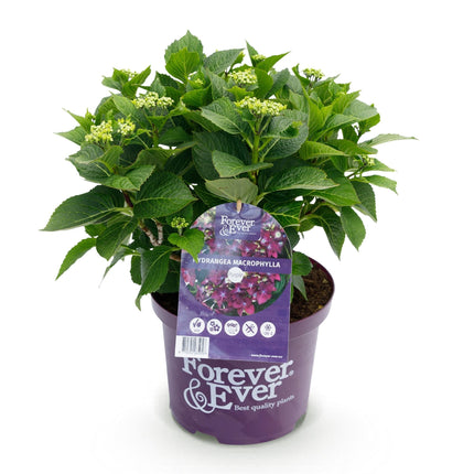 Hortensie Forever & Ever Lila – Hydrangea macrophylla – Lila – Balkonpflanze – 23cm 55cm hoch – 7-12 Blüten – Für Balkon, Terrasse & Beet