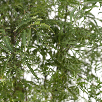 Polyscias Fruticosa – Aralia Zimmerpflanze – Ø21cm – ↕75cm – Tropische Grünpflanze mit feinem, filigranen Laub – Pflegeleicht & luftreinigend