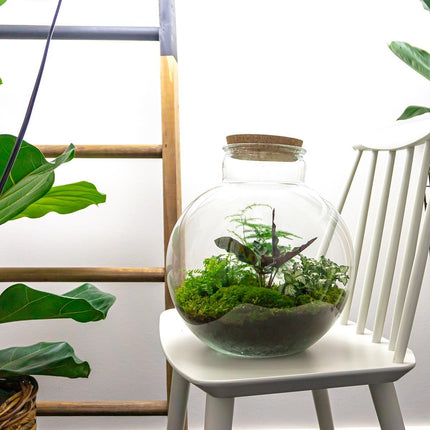 Flaschengarten DIY Bausatz Bolder Bob – Terrarium Ø31cm x H30cm – Do – It – Yourself Pflanzterrarium – Autarkes Mini – Ökosystem