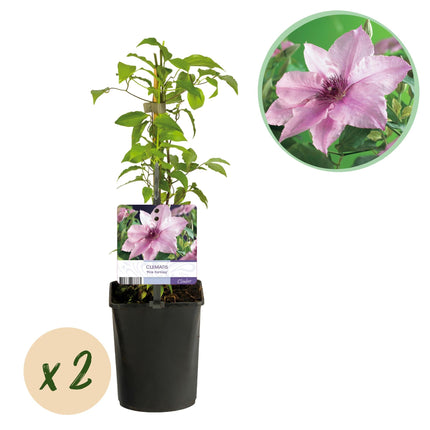 Kletterpflanze Clematis Pink Fantasy – Rosa Blüten – Wenig Pflege – 2 Pflanzen – 11 cm Höhe 40 cm – Für Garten, Terrasse & Pergolen