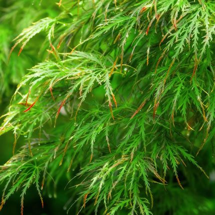 Ahorn Acer palmatum Emerald Lace – 12cm Höhe ca.35cm – Fein gefiedertes grünes Laub & elegante Struktur – Laubabwerfend & pflegeleicht