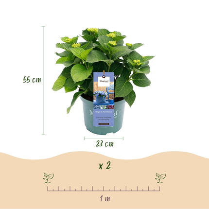 Hortensie Magical Revolution Blue – Blau – 2 Pflanzen – Hydrangea macrophylla – 23cm – Ca. 55cm hoch – 6-10 Blüten – Für Beet, Balkon & Terrasse
