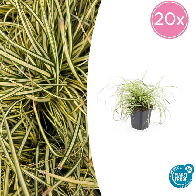 Gold Segge Carex oshimensis 'Evergold' – ↕10-25cm – Ø9cm – 20 Pflanzen – Immergrünes Ziergras & Bodendecker – Pflegeleicht für Sonne & Schatten – Winterhart