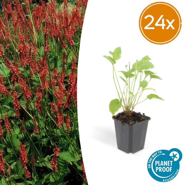 Kerzenknöterich Persicaria amplexicaulis – 24Pflanzen – ↕10-25cm – Ø9cm – Robuste Staude mit roten Blütenähren
