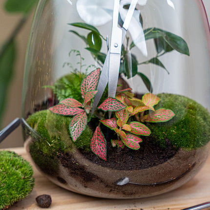 Lange Terrarienschere – Edelstahl – 25cm – Präzisionsschere mit gebogener Klinge – Rostfreie Aquascaping & Pflanzenpflege – Schere