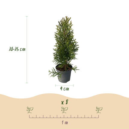 Lebensbaum Thuja occidentalis Smaragd – Immergrüne Heckenpflanze – 8 Pflanzen – 1 m – 9 cm Höhe 30–35 cm – Schnellwachsend & Pflegeleicht