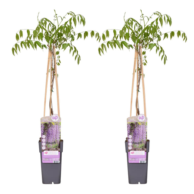 Blauregen Wisteria floribunda 'Naga Noda' – Kletterpflanze – Ø15cm – ↨65cm – 2 Pflanzen– Schnell wachsend – Duftende blaue Blütenrispen