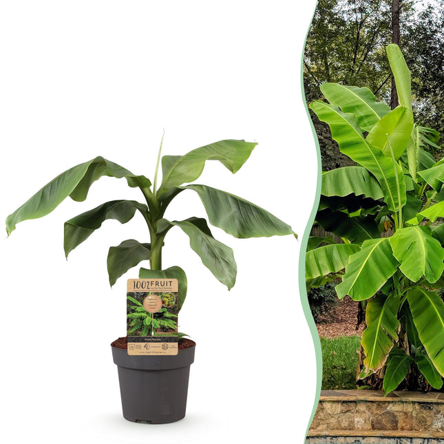 Japanische Faserbanane – Musa Basjoo – Winterharte Bananenpflanze – Ø21cm – Höhe ca. 90cm – Exotische Obstpflanze für Garten & Terrasse