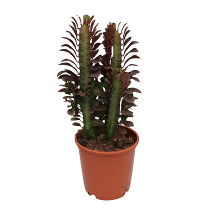 Euphorbia Trigona Rubra – Wolfsmilch – Zimmerpflanze – Ø12cm – ↕40cm – Rote Sukkulente – Pflegeleicht & robust – Für sonnige Innenbereiche