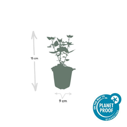 Asiatische Duftnessel Agastache 'Blue Fortune' – ↕10-25cm – Ø9cm – 20 Pflanzen – Lavendelblau – Schmetterlingsfreundlich – Sommerblüte – Pflegeleicht