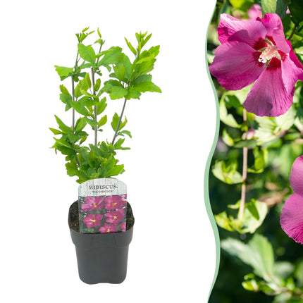 Garteneibisch Hibiscus syriacus Woodbridge – Strauch – Blüte Rosa – Laubabwerfend – Pflegeleicht – 17cm Höhe 45cm – Für Garten & Terrasse