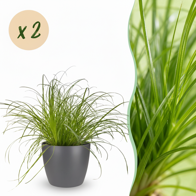 Cyperus Alternifolius Zumula Katzengras – 2er Set Zimmerpflanzen im grauen Topf Ø12cm Höhe20cm – Haustierfreundliche Grünpflanze – Pflegeleicht