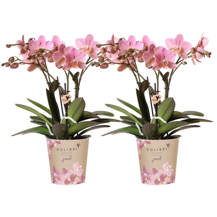 Kombi-Angebot 2x Phalaenopsis Treviso – Altrosa Orchideen – Ø12cm – 2-3 Blütentriebe – Edle Zimmerpflanzen mit seltener Blütenfarbe – Frisch vom Züchter