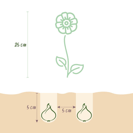 Blumenzwiebeln Eranthis Cilicica – 25 Blumenzwiebeln – Gelbe Winterlinge – Frühblühende Blumenzwiebeln für Beet, Balkon & Terrasse – Pflegeleicht