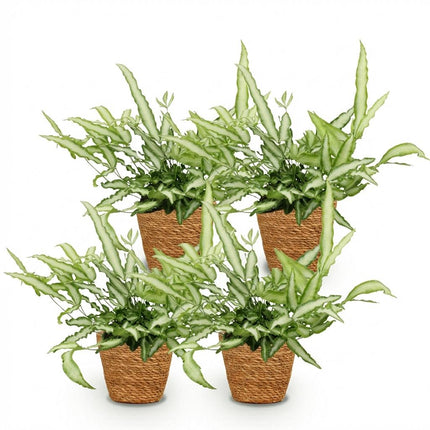 Pteris Cretica Albolineata Schwertfarn Zimmerpflanze 4er Set inkl. Naturkorb
