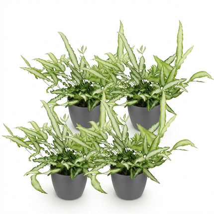 Pteris Cretica Albolineata Schwertfarn Pflanze 4er Set mit grauem Topf Ø12cm Höhe 20cm Haustierfreundliche Grünpflanze pflegeleicht für Zimmer & Büro