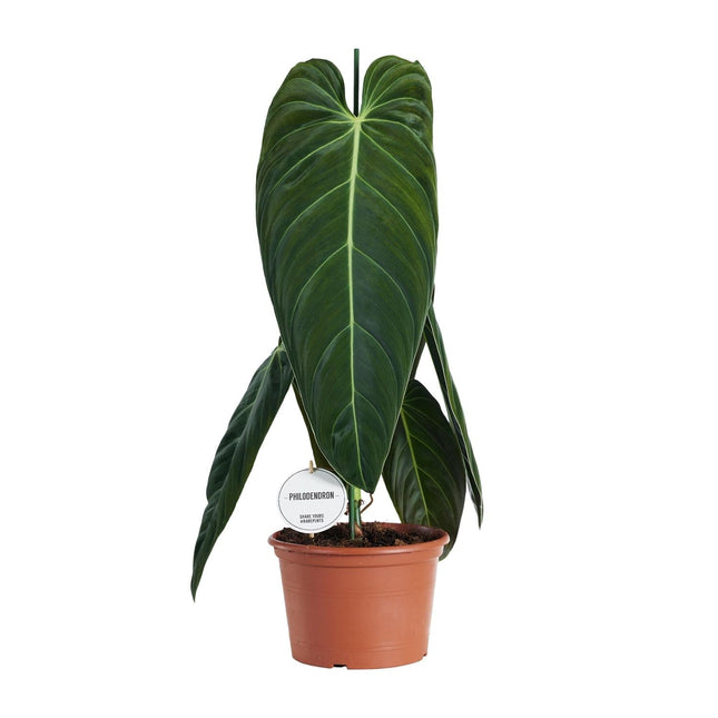 Philodendron Melanochrysum – Zimmerpflanze – Ø21cm – ↕75cm – Exotisches Klettergewächs mit samtigen Blättern – Pflegeleicht & luftreinigend – Für Wohnzimmer & Büro