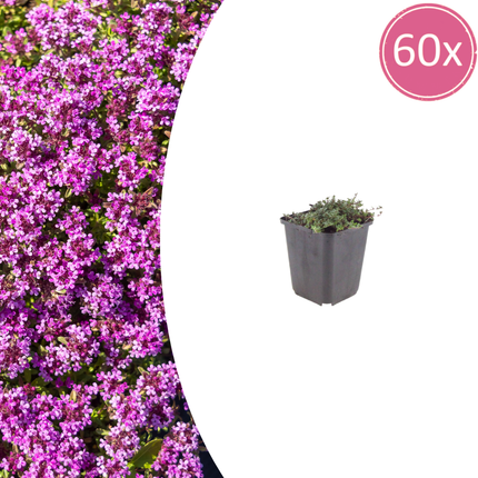 Thymus praecox Coccineus – 60 Pflanzen – Ø9cm – Höhe 10-25cm – Winterharter Bodendecker – Rotrosa Blüten – Trockenheitsresistent für Steingarten & Beet