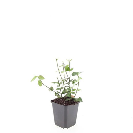 Euonymus fortunei 'Coloratus' – winterharter Zierstrauch – 24 Pflanzen – Bodendecker – Ø9cm – ↕10–25cm – purpur-rosa Beeren – pflegeleicht – vielseitig