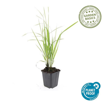 Sandrohr – Calamagrostis acutiflora 'Karl Foerster' – ↕10-25cm – Ø9cm – 12 Pflanzen – Winterhartes Ziergras mit eleganten Blütenrispen