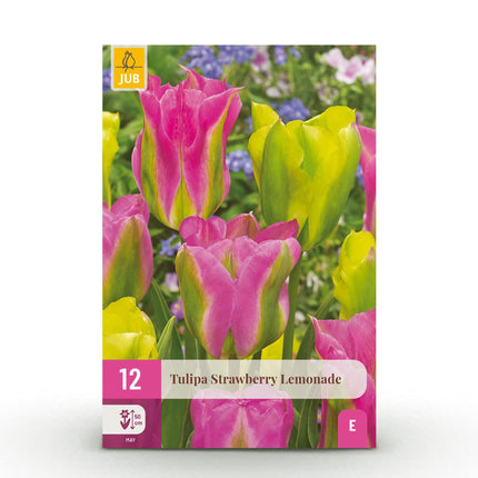 Blumenzwiebeln Tulipa Strawberry Lemonade – Rosa & Gelb – 12 Stück – Zwiebelgröße 11/12 – Bunte Tulpen für Garten, Balkon & Terrasse – Frühjahrsblüher