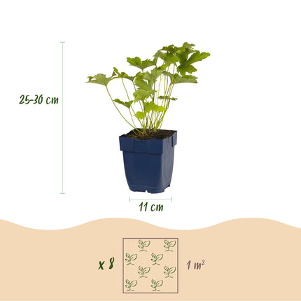 Staudenset – Weiß – 8 weiße Blühstauden – Für 1m² Beet – Pflegeleicht – Eleganter Blütenteppich – Für sonnige Standorte – Ø11cm