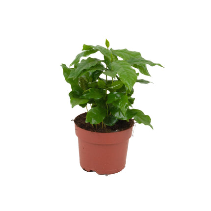Kaffeepflanze Coffea Arabica Ø12cm Höhe20-25cm – Tropische Zimmerpflanze mit glänzenden Blättern – Dekorative Kaffeepflanze für Wohnraum & Büro