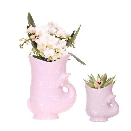 Set mit weißer Orchidee Nazaré und Sukkulente im rosa Fisch-Dekotopf – Topfgröße Ø9 cm & Ø6 cm - Blühende Zimmerpflanze – Frisch vom Züchter