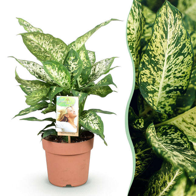 Dieffenbachia Compacta – Buntlaubige Zimmerpflanze – 17cm – Höhe 45-50cm – Pflegeleichte dekorative Blattpflanze für Wohn – und Arbeitsräume