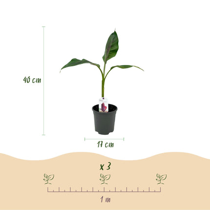 Bananenpflanze Musa sikkimensis Red Tiger – 6 Pflanzen – Winterhart – Obstpflanze – Topf Ø17 cm, Höhe 40 cm – Exotische Gartenbanane mit einzigartiger Farbenpracht