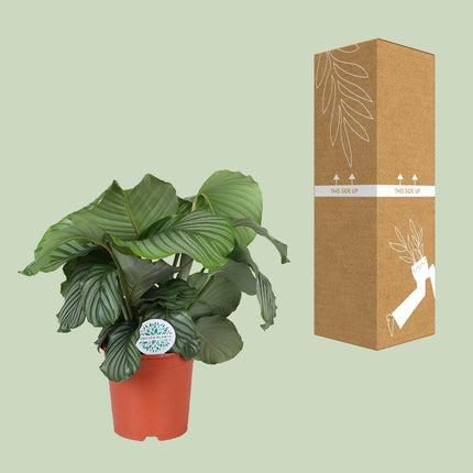 Calathea Orbifolia – Korbmarante - Ø21cm – ↕70cm – Tropische Zimmerpflanze mit großen, silbergrünen Blättern – Luftreinigende Pflanze – Für halbschattige Innenräume