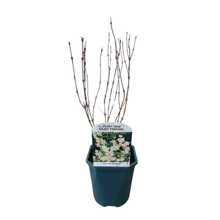 Deutzia Gracilis – Zierlicher Strauch – Blüte Weiß – Bienen- & Schmetterlingsfreundlich – 17 cm x H45 cm – pflegeleicht