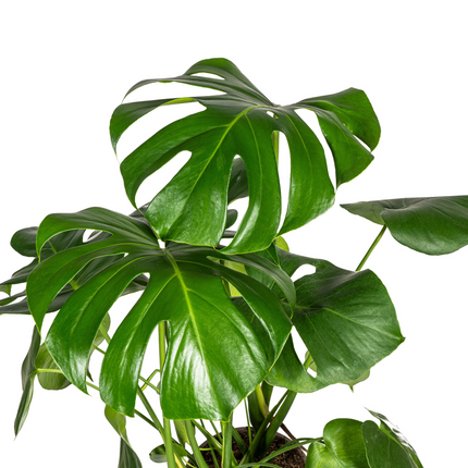 Monstera Deliciosa Tauerii inkl. Naturkorb – Höhe 70-90cm – Ø21cm – Pflegeleichte Zimmerpflanze mit großen, dekorativen Blättern