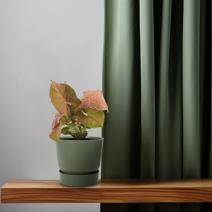 Purpurtute – Syngonium Neon – Pfeilspitzengewächs – Zimmerpflanze – Ø12 cm – ↕25 cm – Halbschatten – Pflegeleicht – Dekorativ